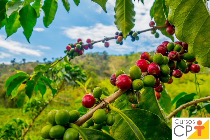 As lavouras de cafeeiro hospedam poucas espécies de pragas, entre elas, algumas podem causar prejuízos econômicos