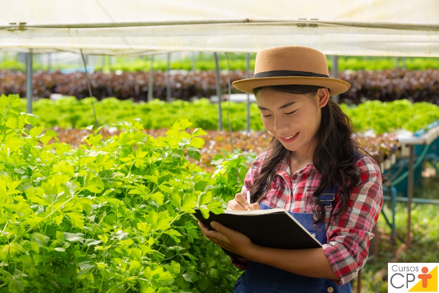 Quanto produz uma hidroponia?   Dicas CPT