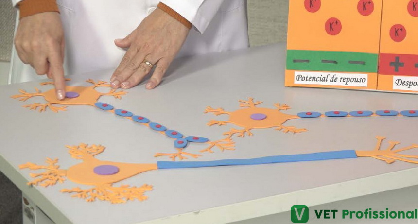 neurotransmissor de neurônios