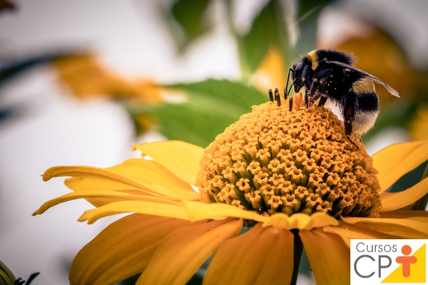 O primeiro passo para a instalação de um apiário é o mapeamento das floradas na região O primeiro passo para a instalação de um apiário é o mapeamento das floradas na região
