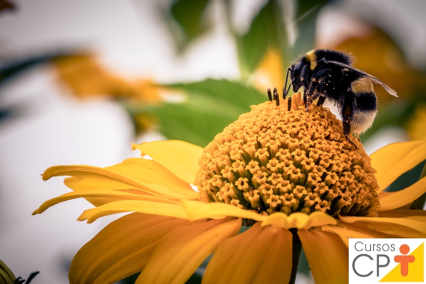 O primeiro passo para a instalação de um apiário é o mapeamento das floradas na região