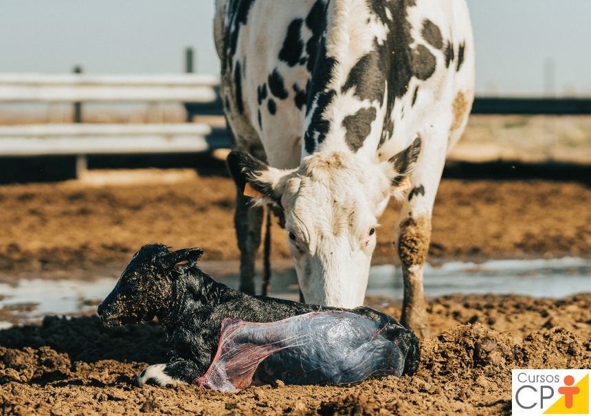 Por que é importante controlar a data de cobertura de vacas?