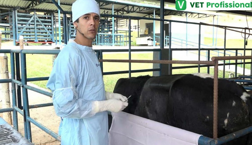 ImpulsionaVET: Principais cirurgias realizadas a campo em bovinos | VET ...