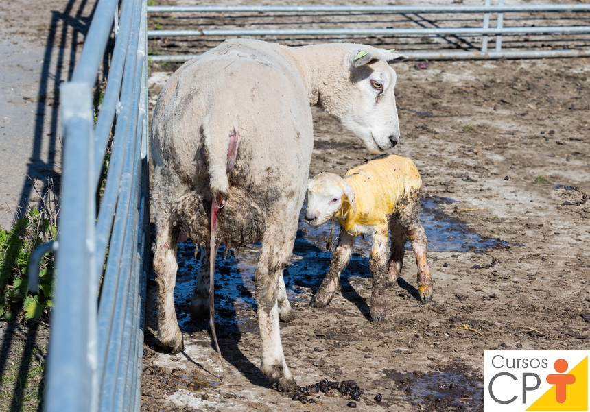 Quais são os primeiros cuidados com o cordeiro após o nascimento? | Artigos  | Cursos a Distância CPT, image size:860x601