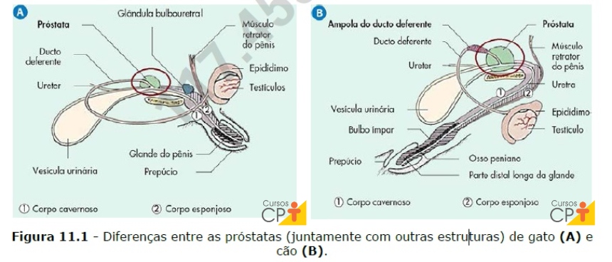 Prostatitis Animales Como identificar e tratar alterações na próstata de animais machos ...