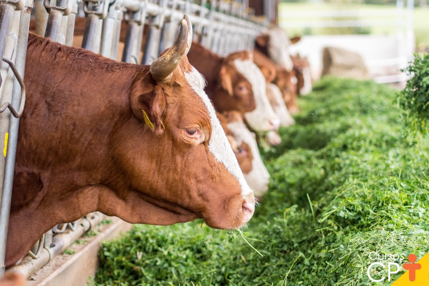 Como determinar a qualidade dos nutrientes nos alimentos para animais ...