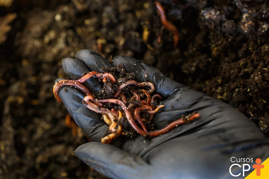 O que é um minhocário e como montar o seu?