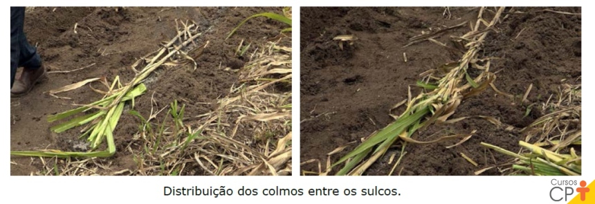 Colmo Capim Como Plantar o Capim BRS Capiaçu de Forma Correta? | Cursos a Distância CPT