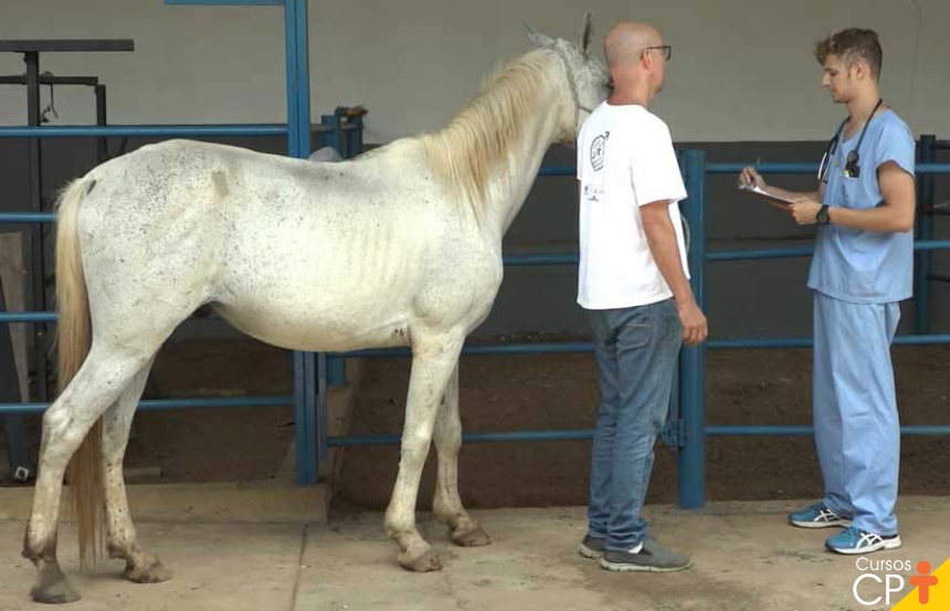 Como se tornar um auxiliar veterinário de grandes animais? | Cursos a ...