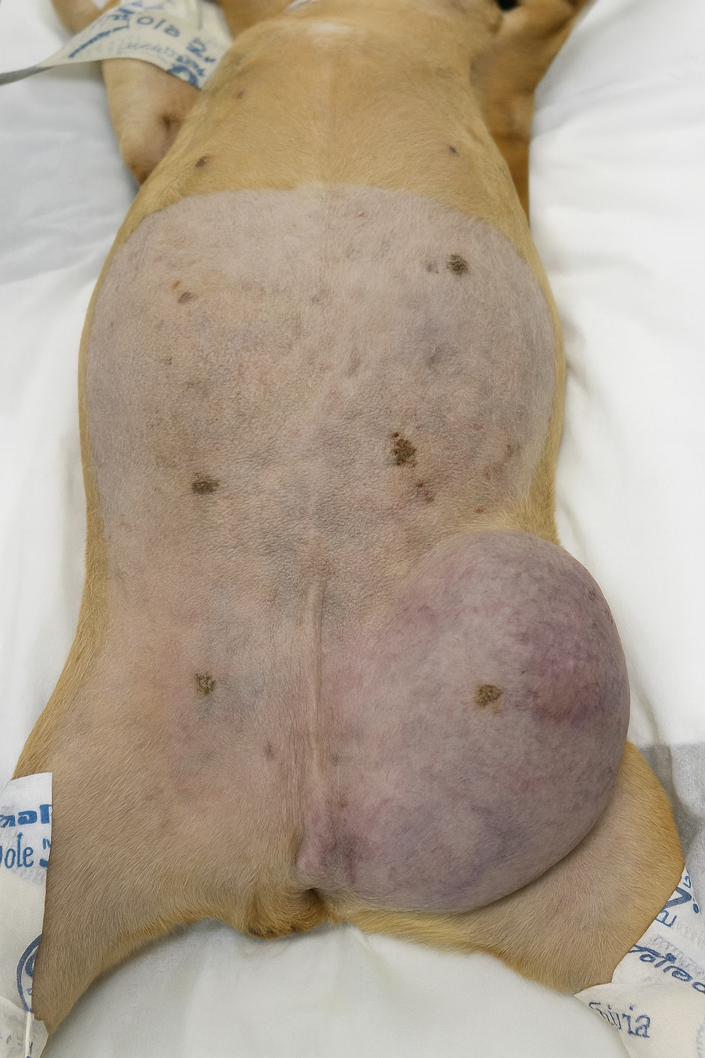 Hérnia inguinal em cães: do diagnóstico à correção cirúrgica segura ...