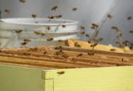 Além de produzir mel, a criação de abelhas é realizada visando à polinização agrícola e à produção de própolis.