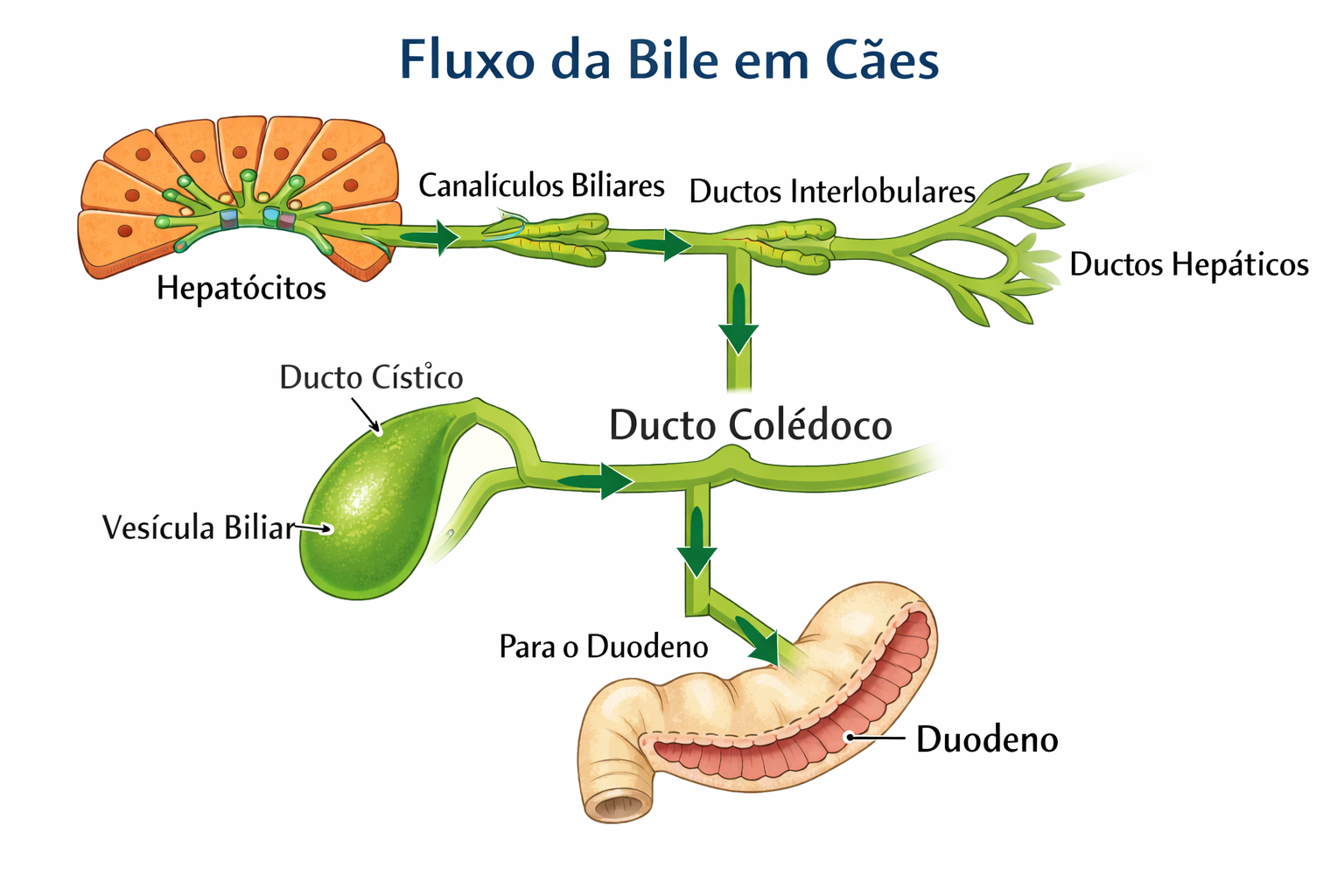Mucocele biliar em cães: diagnóstico, patogênese e tratamento cirúrgico ...