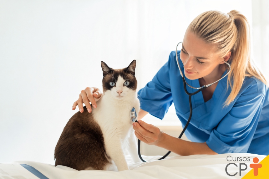Como se tornar um auxiliar de veterinário na prática? | Cursos a ...