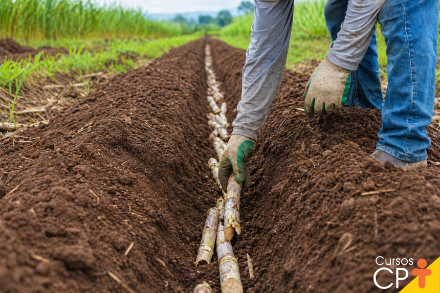 Colmo Capim Como plantar capim BRS Capiaçu corretamente? | Cursos a Distância CPT