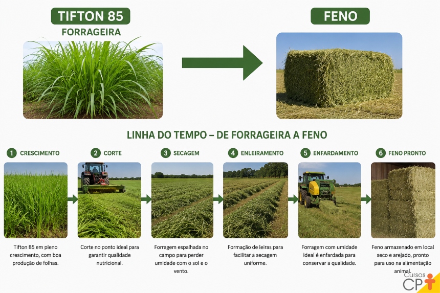 Colmo Capim Como escolher o capim ideal para produção de feno? | Cursos CPT