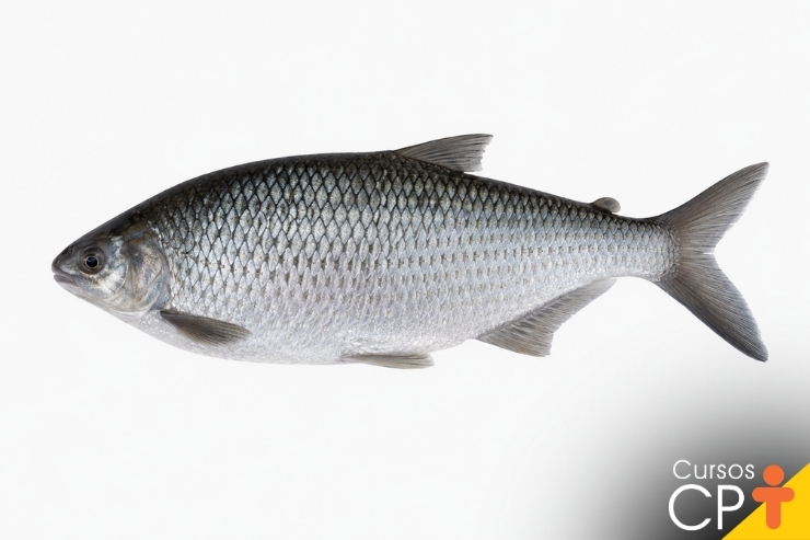 Peixes de água doce do Brasil: Guia completo! | Cursos CPT