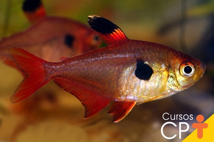 Matrixã Peixes de água doce do Brasil: Guia completo! | Cursos CPT