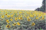 O girassol se adapta aos mais variados tipos de solos e temperaturas, necessita de baixo investimento e tem fácil manejo