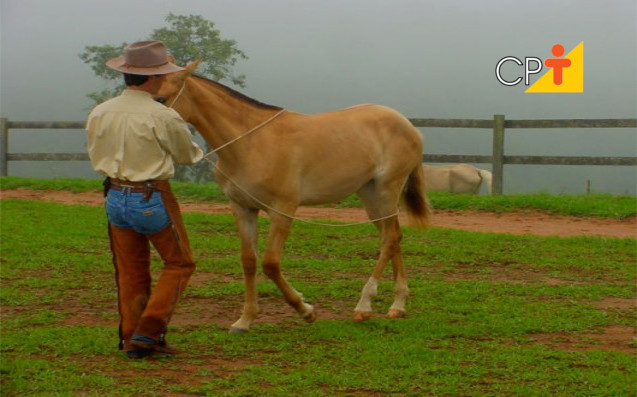 Doma natural comportamento dos cavalos Doma natural comportamento dos cavalos