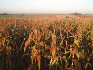 O Brasil possui potencial para produzir ainda mais milho e com maior produtividade. Foto: Deviantart.