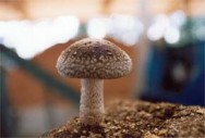 O cultivo do shiitake pode ser efetuado em toras de madeira ou em substratos com pasteurização. O cultivo do shiitake pode ser efetuado em toras de madeira ou em substratos com pasteurização.