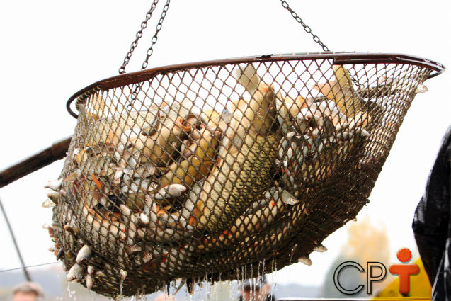 Conheça detalhes sobre a criação de peixes Artigos Cursos CPT Conheça detalhes sobre a criação de peixes Artigos Cursos CPT