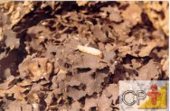 fonte de alimentação dos cupins Algumas espécies de cupins atacam mudas de plantas vivas, como o eucalipto, plantas de arroz, toletes de cana, entre outras