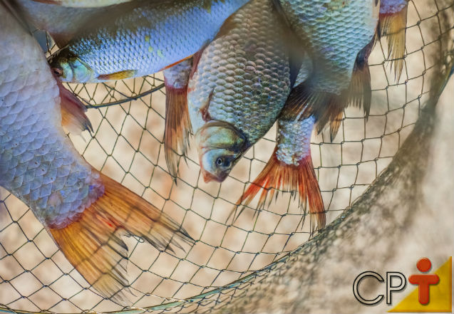 Criação de peixes - nutrição e alimentação de peixes   Artigos Cursos CPT