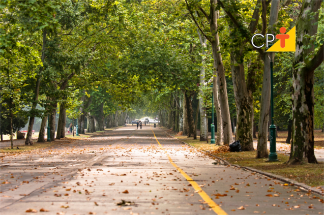 Arborização urbana Arborização urbana
