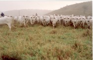 Sisbov - Serviço de Rastreabilidade da Cadeia Produtiva de Bovinos e Bubalinos