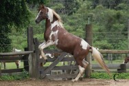 Cavalo mangalarga, animal forte e refinado