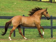 Campolina, cavalo de andamento marchado e de porte altivo