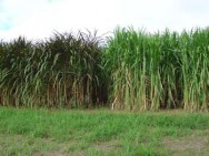 Capim-elefante pode ser aproveitado na produção de etanol de primeira e de segunda geração. Foto: Embrapa.
