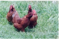 O termo galinha caipira teve sua origem a partir do século passado quando, no período do descobrimento, aos poucos, foram sendo introduzidas diversas raças de aves no Brasil Criação de frango e galinha caipira