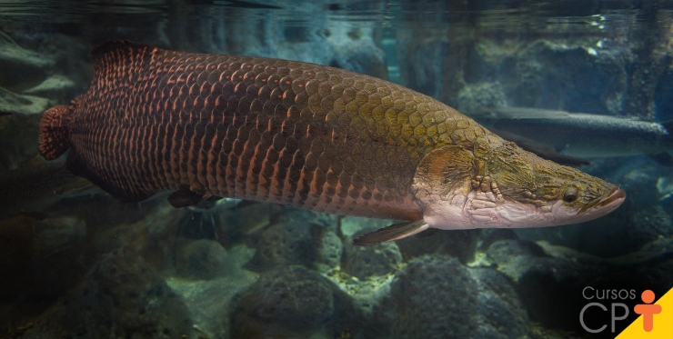 Peixe Pirarucu, o Gigante Amaz&ocirc;nico | Artigos | Cursos CPT
