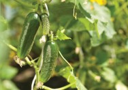 O pepino, Cucumis sativus , pode ser cultivado rasteiro, assim como se desenvolve, ou tutorado, o que aumenta a sua produtividade Cultivo do pepino em estufa