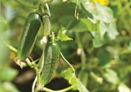 Cultivo do pepino em estufa