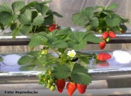 No sistema hidropônico, podem ser produzidas hortaliças, frutas, flores, cereais e plantas medicinais hidroponia