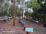 Um apiário é um conjunto de colmeias artificiais, distribuídas de forma a facilitar o manejo das abelhas apiário