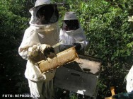 O único insumo necessário ao funcionamento do apiário é a mão-de-obra, que trabalhará poucas horas ao ano por colmeia apiário