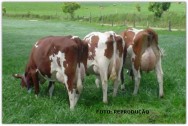 O rodízio entre piquetes garante um período de descanso para que a rebrota seja vigorosa até o momento em que a forragem atinge sua mais alta qualidade vaca leiteira