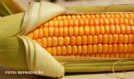 O milho é cultivado em todo o Brasil, tanto na agricultura familiar quanto nas grandes empresas agropecuárias milho