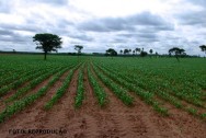 As fileiras devem ser espaçadas de 90 cm a 1,0 m, e, no caso do plantio manual, as covas devem ser espaçadas de 40 cm a 50 cm milho
