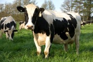 As práticas de manejo de bovinos deverão incluir ações que permitam prever as medidas a qualquer sinal de sofrimento ou doença Manejo de bovinos