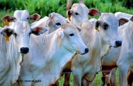 A composição da carcaça e a qualidade da carne, ou ambas, podem sofrer influência de fatores como a raça, o cruzamento, o sexo, a idade a castração, o tipo de pasto, dentre outros Tipificação de carcaça