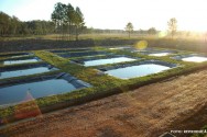 Deve-se considerar a dimensão dos tanques ou viveiros, o sistema de manejo, o comportamento alimentar da espécie cultivada, a temperatura e a qualidade da água nutrição de peixes
