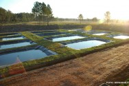 nutrição de peixes