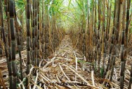 A planta se desenvolve mais em região de alta intensidade luminosa, de pouco risco de geadas e de baixa incidência de ventos. cana-de-aúcar