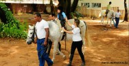 Trabalhando no domínio do ambiente do cavalo, o ser humano aprende a paciência, o comando, o respeito por si e pelo próximo Seleção, doma e Treinamento de cavalo para a equoterapia