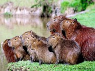 A capivara é o maior roedor do mundo. É uma espécie rústica, bem adaptada e com ampla distribuição na América Tropical capivara